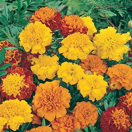 Unwins French Marigold Marionette Mix Seeds
