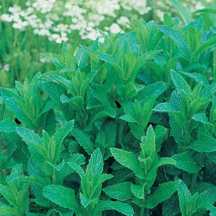 Unwins Garden Mint Seeds