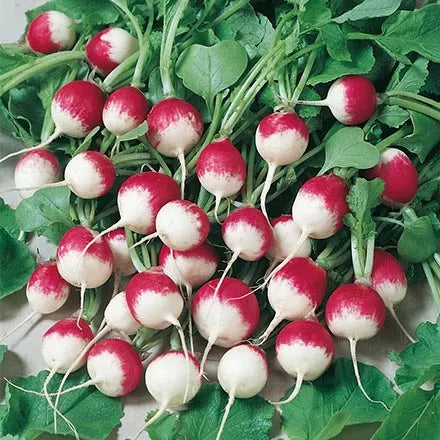 Unwins Globe Radish Sparkler Seeds