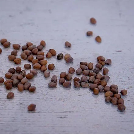 Unwins Globe Radish Sparkler Seeds