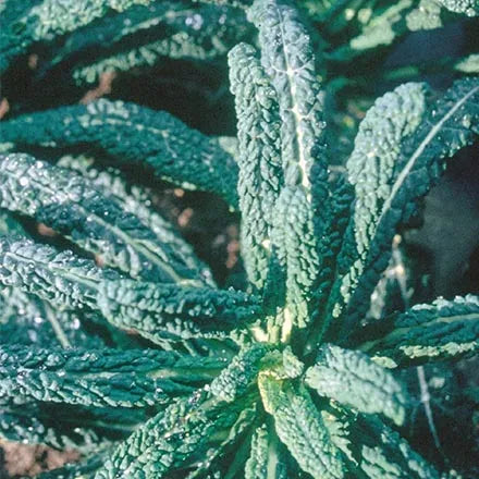 Unwins Kale Cavolo De Nero Seeds