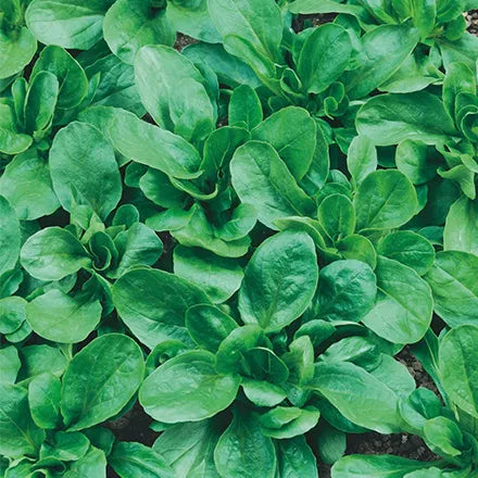 Unwins Lamb's Leaves Lettuce Elan Seeds