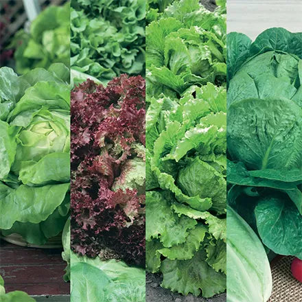 Unwins Lettuce All Season Collection Pack Seeds