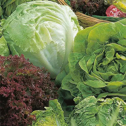 Unwins Lettuce Allsorts Seeds