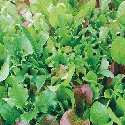 Unwins Lettuce Leaves Mixed Salad Leaves Seeds