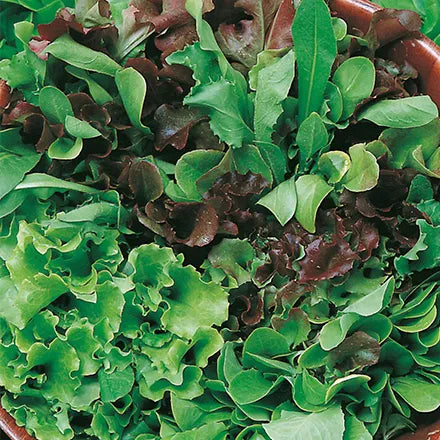 Unwins Little Growers Lettuce Cut n' come again Seeds