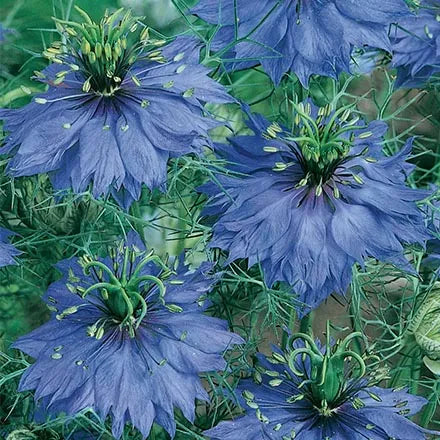 Unwins Love In A Mist Miss Jekyll Seeds