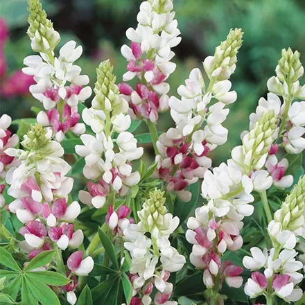 Unwins Lupin Pink Fairy Seeds