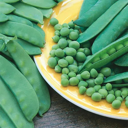 Unwins Mangetout Snow Pea Delikata Seeds
