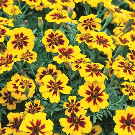 Unwins Marigold French Naughty Marietta Seeds