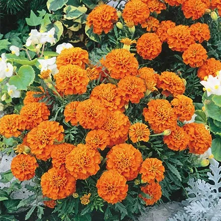Unwins Marigold French Orange Winner Seeds