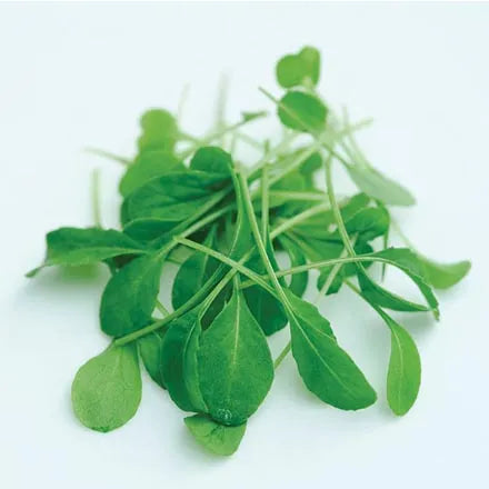 Unwins MicroGreens Rocket Victoria Seeds