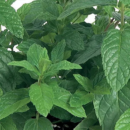 Unwins Mint Peppermint Seeds