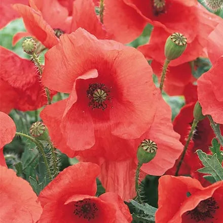 Unwins Nature's Haven Corn Poppy Seeds