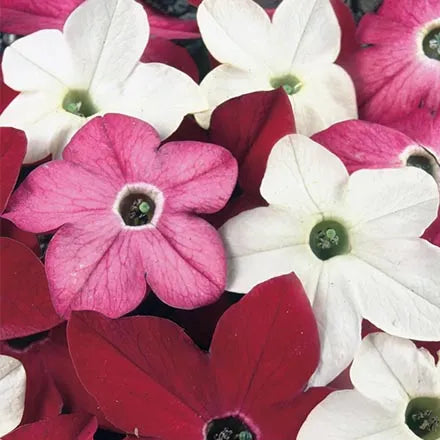 Unwins Nicotiana Sensation Mix Seeds