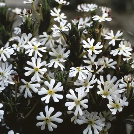 Unwins Night Scented Phlox Midnight Candy Seeds
