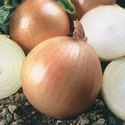 Unwins Onion Ailsa Craig Seeds