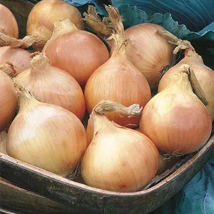 Unwins Onion Bedfordshire Champion Seeds