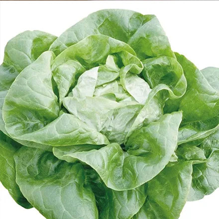 Unwins Organic Butterhead Lettuce Sylvesta Seeds