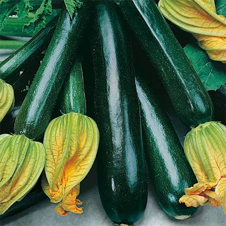 Unwins Organic Courgette Black Beauty Seeds