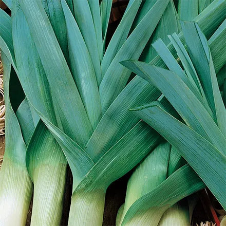 Unwins Organic Leek Carentan 2 Seeds