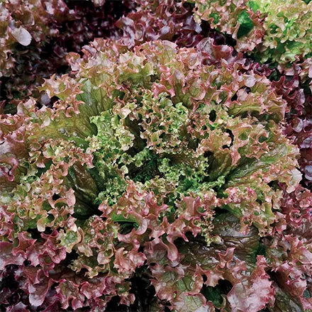 Unwins Organic Lollo Rossa Lettuce Red Senorita Seeds