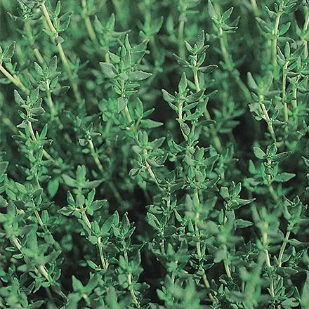 Unwins Organic Thyme Seeds