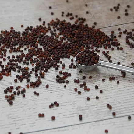 Unwins Organic Thyme Seeds