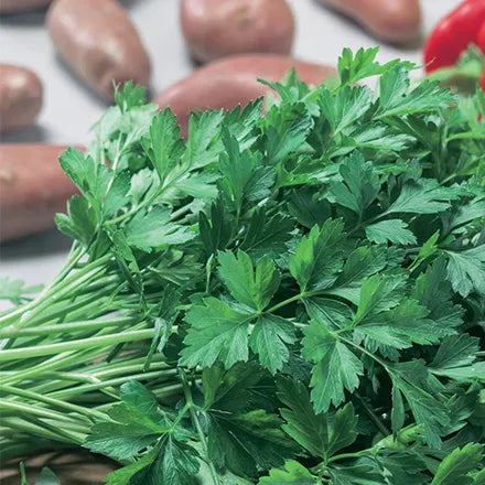 Unwins Parsley Italian Plain Leaved Seeds