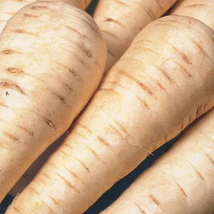 Unwins Parsnip Gladiator F1 Seeds