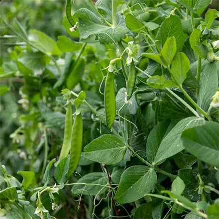 Unwins Pea Maincrop Hurst Greenshaft Seeds