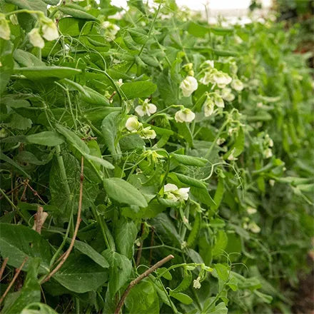 Unwins Pea Maincrop Hurst Greenshaft Seeds
