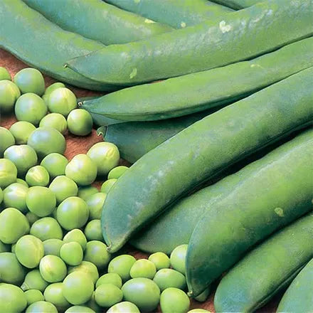 Unwins Pea Maincrop Onward Seeds