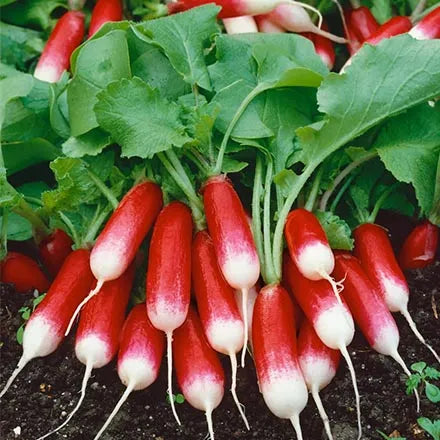 Unwins Radish French Breakfast Seeds
