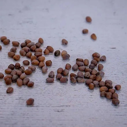 Unwins Radish French Breakfast Seeds