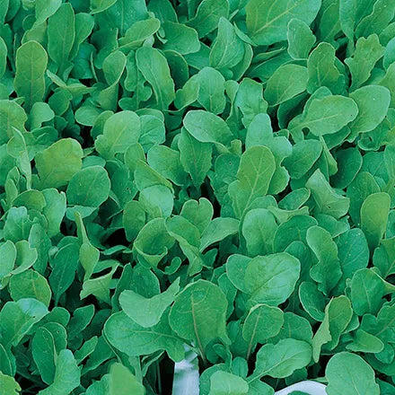 Unwins Rocket Seeds