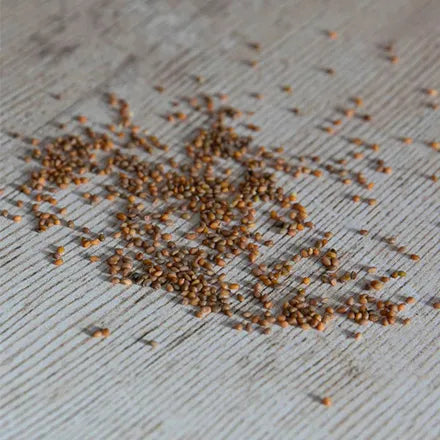 Unwins Rocket Seeds