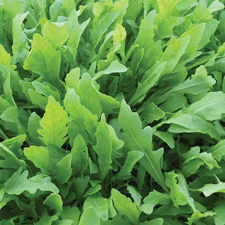 Unwins Rocket Wildfire Seeds