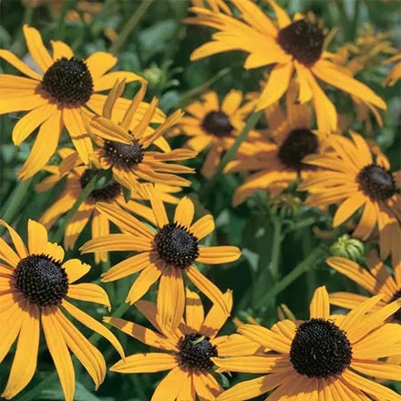 Unwins Rudbeckia Goldsturm Seeds