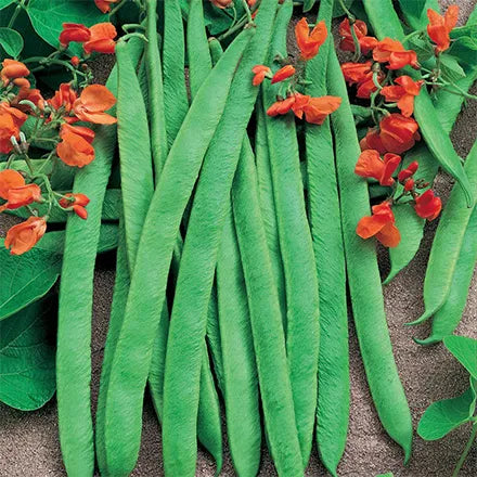 Unwins Runner Bean Scarlet Emperor Seeds