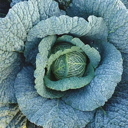 Unwins Savoy Cabbage Supervoy F1 Seeds