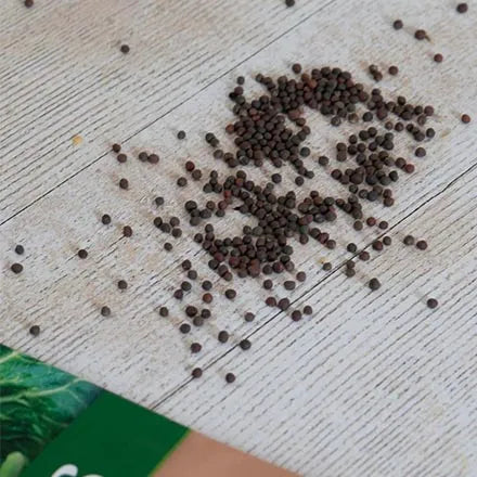 Unwins Savoy Cabbage Supervoy F1 Seeds