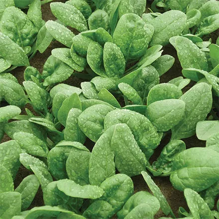 Unwins Spinach Piano F1 Seeds
