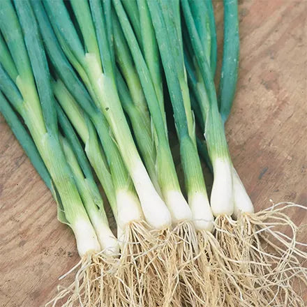 Unwins Spring Onion Guardsman Seeds