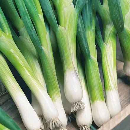 Unwins Spring Onion Parade Seeds
