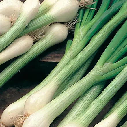 Unwins Spring Onion White Lisbon Seeds