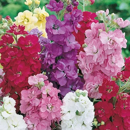 Unwins Stock Brompton Mix Seeds