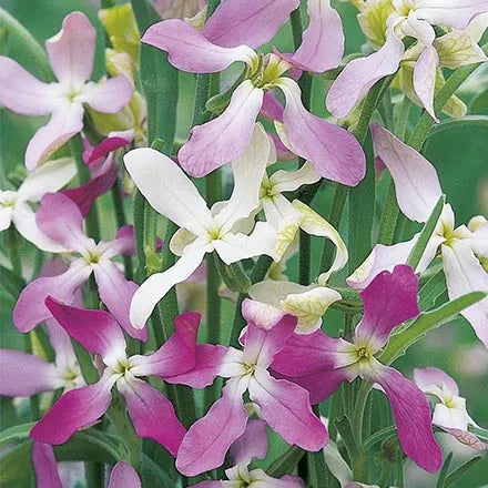 Unwins Stock Night Scented Starlight Scentsation Seeds