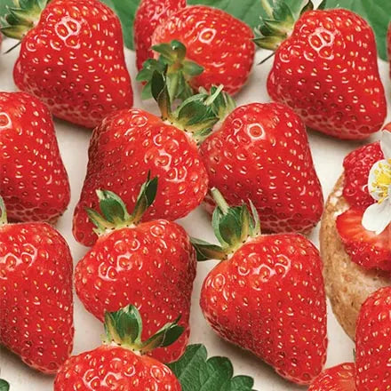 Unwins Strawberry Delician F1 Seeds