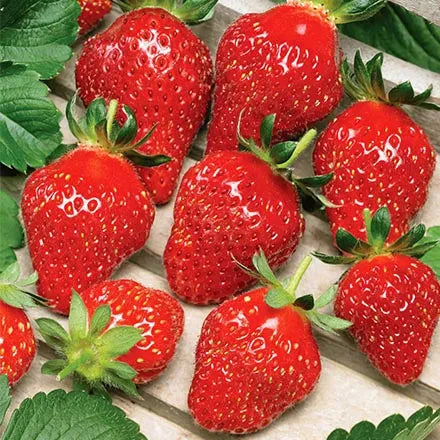 Unwins Strawberry Florian Seeds